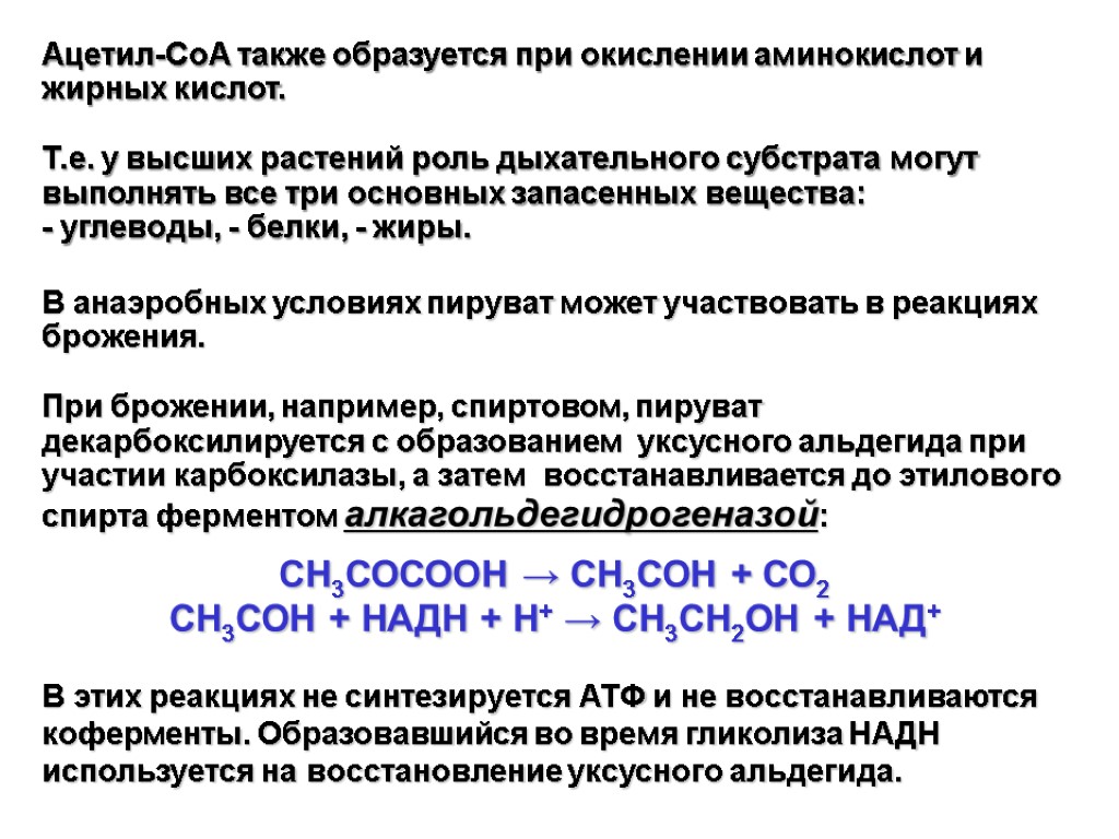 Ацетил-СоА также образуется при окислении аминокислот и жирных кислот. Т.е. у высших растений роль